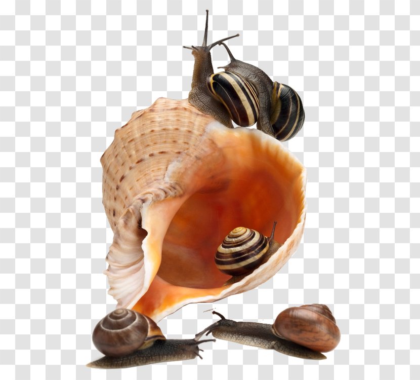 Sea Snail Caracol - Snails Transparent PNG