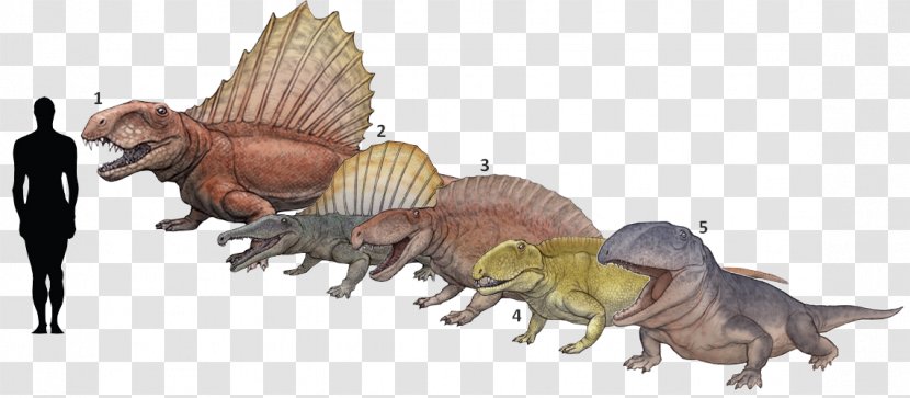 Ctenospondylus Dimetrodon Tyrannosaurus Ophiacodon Secodontosaurus - Extinction - Dinosaur Transparent PNG