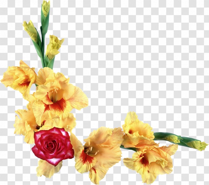 Flower Red Yellow - Bouquet - Gladiolus Transparent PNG