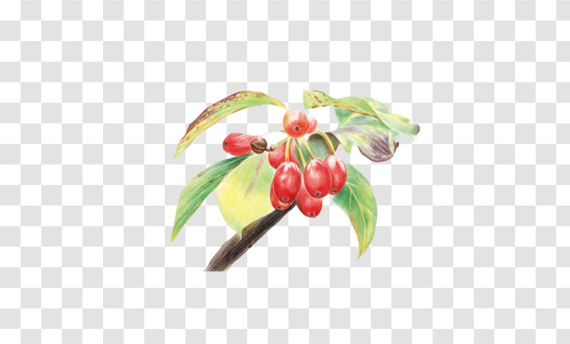 Colored Pencil Drawing Watercolor Painting - Fruit - Cherry Stock Image Transparent PNG