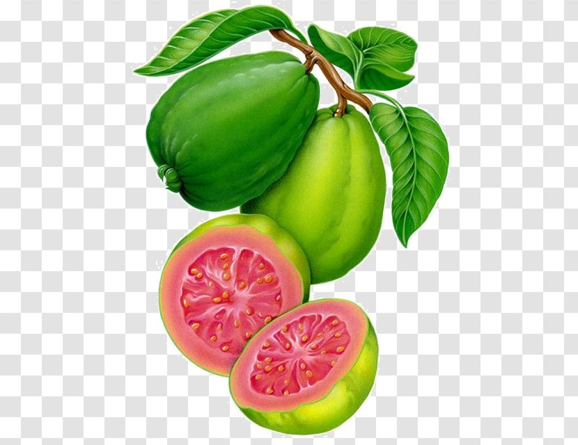 Guava Watercolor Painting Fruit Drawing - Desert Fig Transparent PNG