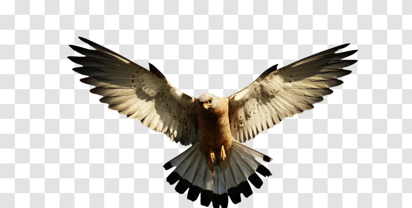 Bald Eagle Clip Art Image - Buzzard Transparent PNG