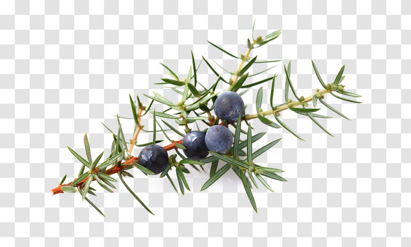 Juniper Berry Essential Oil Common - Aromatherapy Transparent PNG