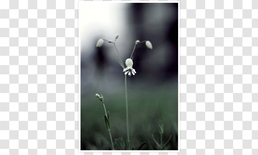 Twig Plant Stem Close-up Wildflower - Closeup Transparent PNG
