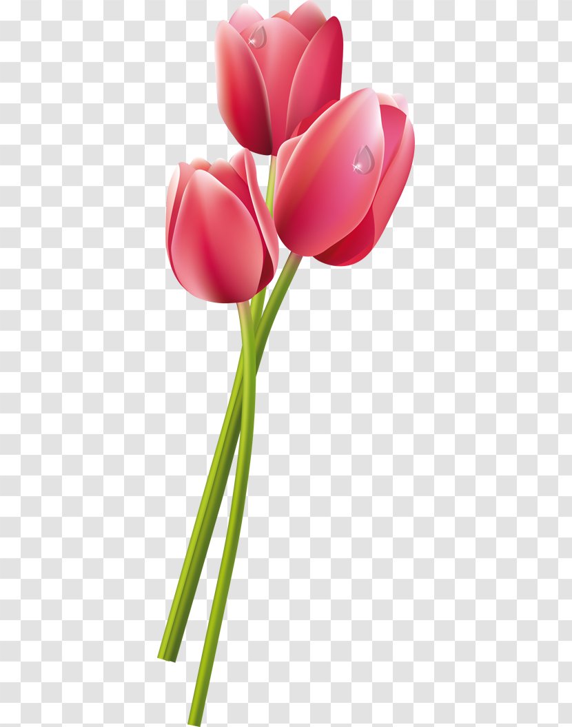 Tulip Flower Eşin Group Pink - Plant Stem - Vector Transparent PNG