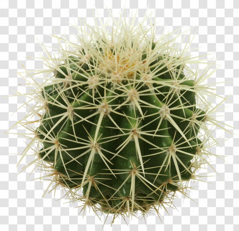 Golden Barrel Cactus Succulent Plant - Thorny Transparent PNG