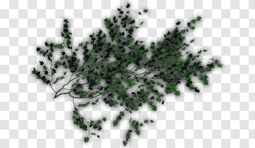 Evergreen Pine Family Leaf - Tree Transparent PNG