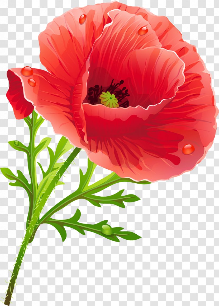 Poppy Flower Clip Art Transparent PNG