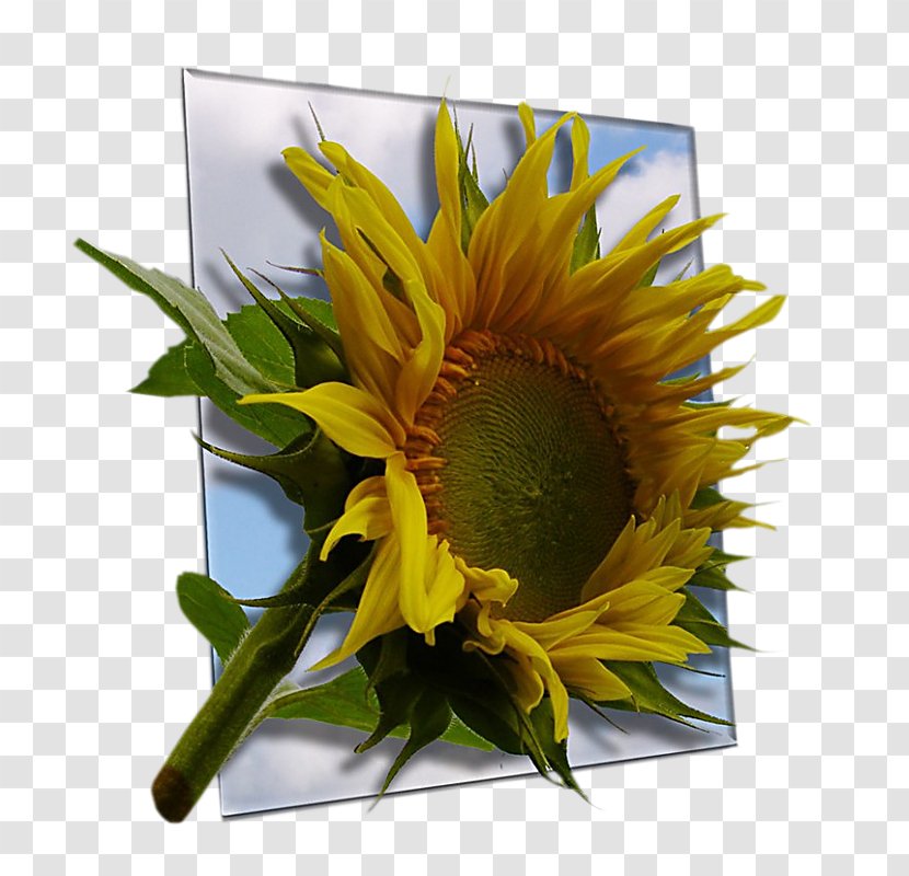 Common Sunflower Religion Birthday Flower Bouquet Seed - Heart Transparent PNG