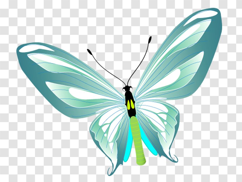 Brush-footed Butterflies Butterfly Clip Art - Invertebrate Transparent PNG