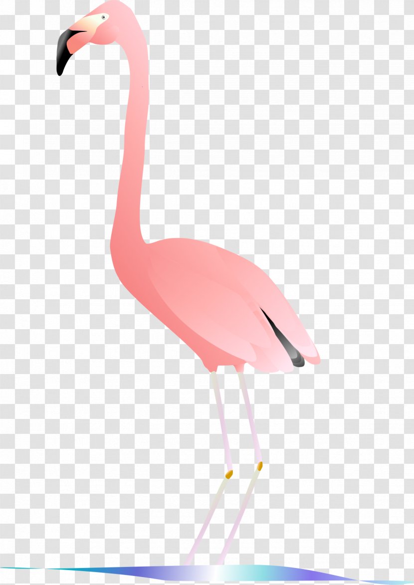 Vertebrate Water Bird Beak Flamingo Transparent PNG