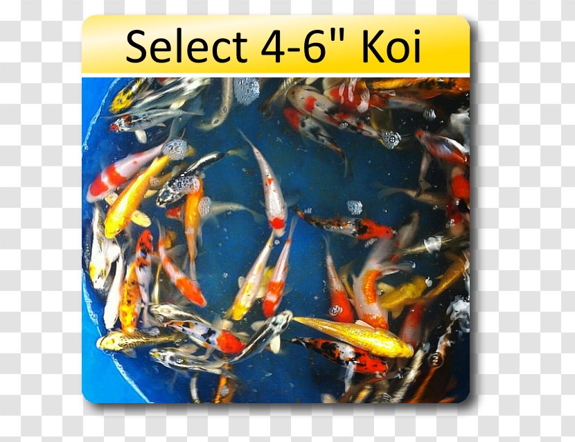 Koi Weelec BV - Bickal Farm Transparent PNG