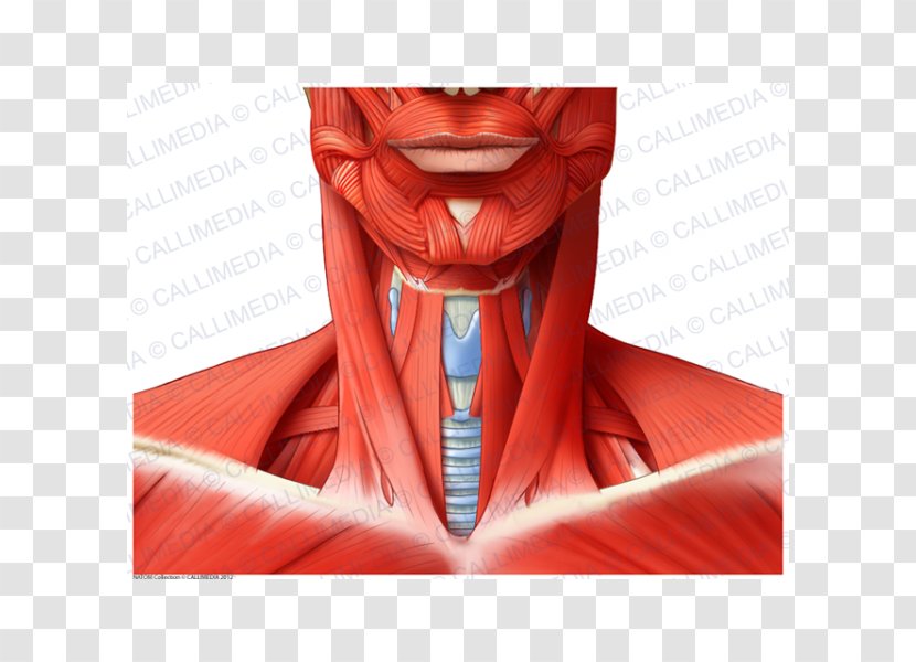 Muscle Anterior Triangle Of The Neck Blood Vessel Anatomy - Cartoon - Frame Transparent PNG