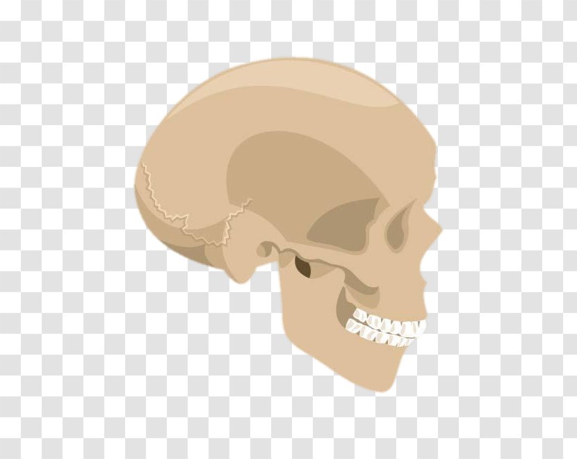 Skull Euclidean Vector Skeleton - Bone - Yellow Transparent PNG