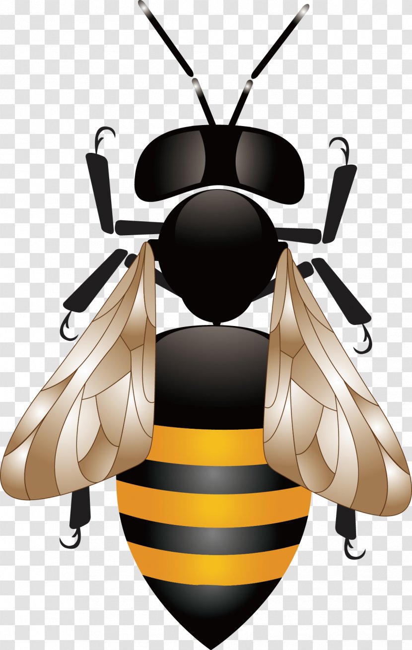 Honey Bee Honeycomb Beehive - Invertebrate - Vector Transparent PNG