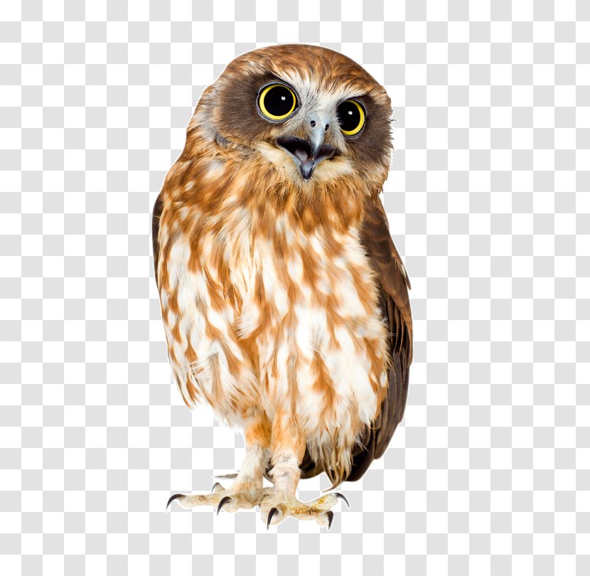 Owl Bird New Zealand Marsh Frog Stock Photography - Hawk - Happy Feet Transparent PNG