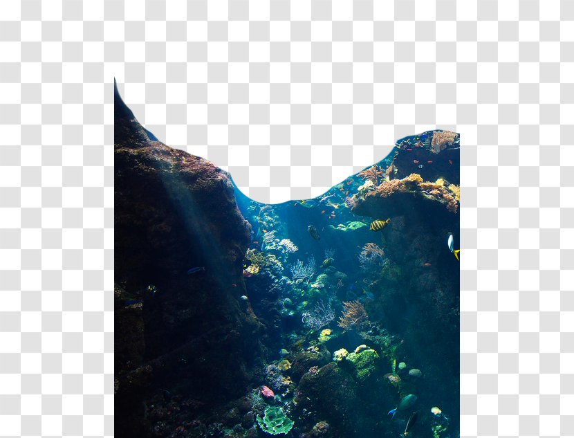 Jellyfish Underwater Ocean Coral Reef - Mountain Jungle Transparent PNG