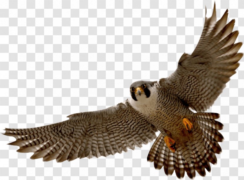 Bird Clip Art Peregrine Falcon - Wildlife - Sock Drive Service Projects Transparent PNG