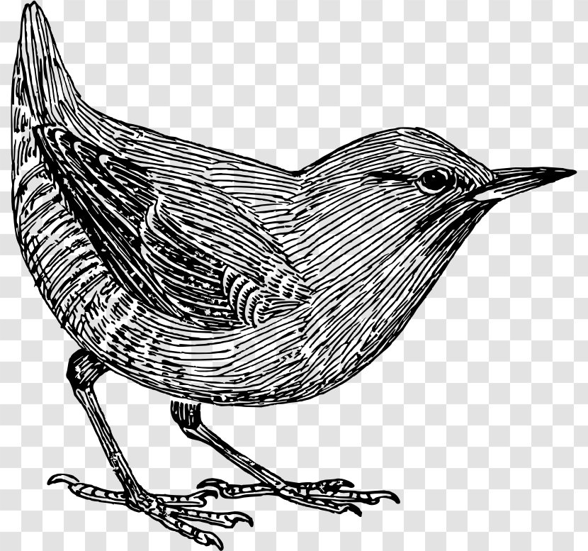 Common Blackbird Clip Art - Silhouette - Bird Transparent PNG