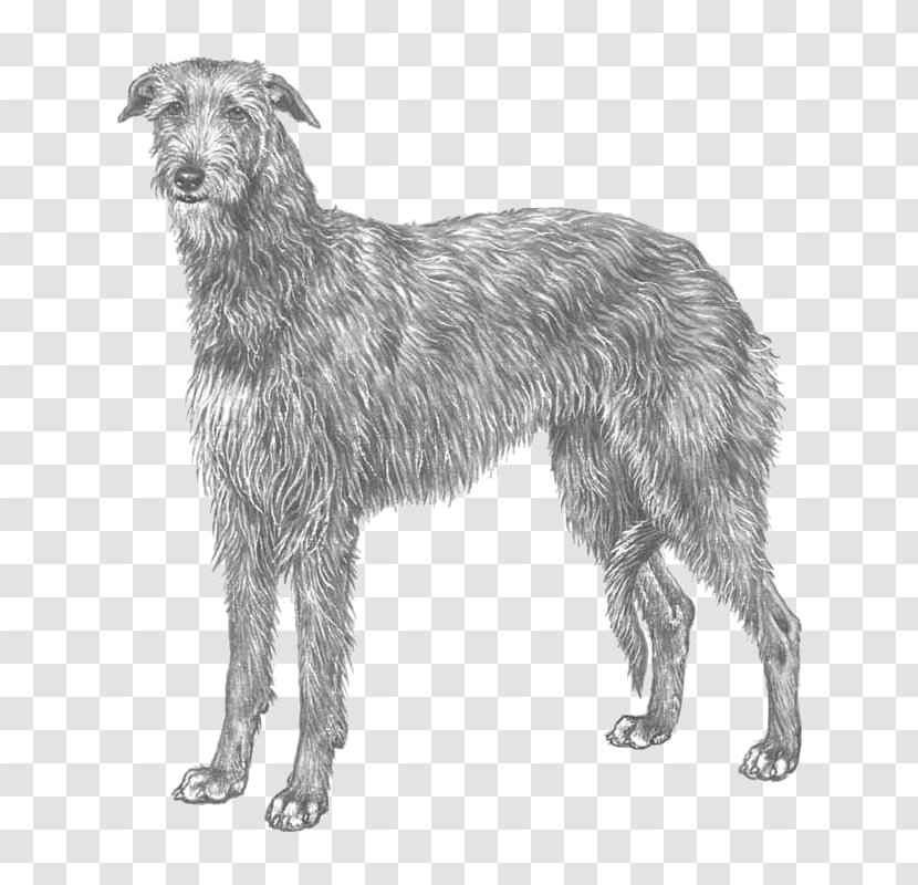 Silken Windhound Scottish Deerhound Borzoi Lurcher American Staghound - Dog - Race Transparent PNG