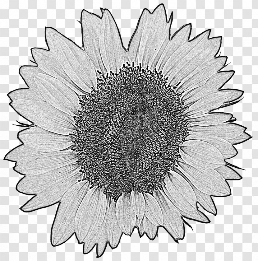 Drawing Common Sunflower Stock Photography - Plant Transparent PNG