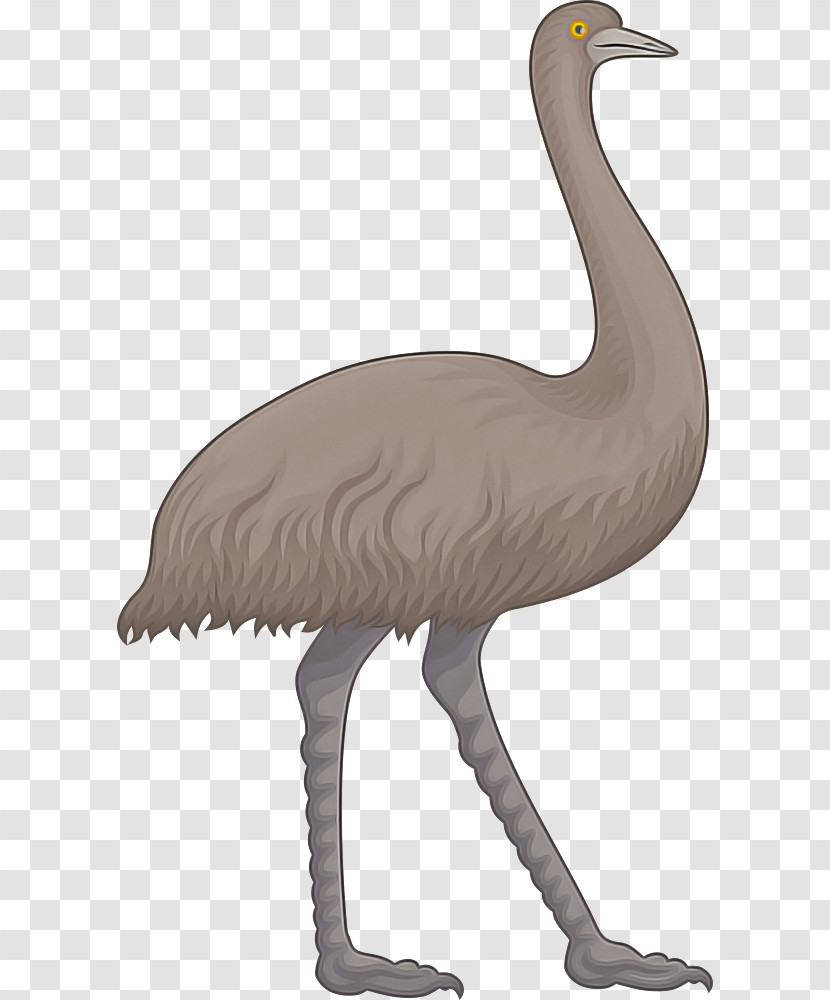 Bird Greater Flamingo Ratite Crane-like Bird Beak Transparent PNG