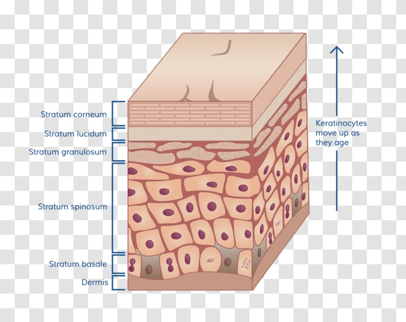 Stratum Corneum Human Skin Basale Tissue - Flower - Burn Transparent PNG