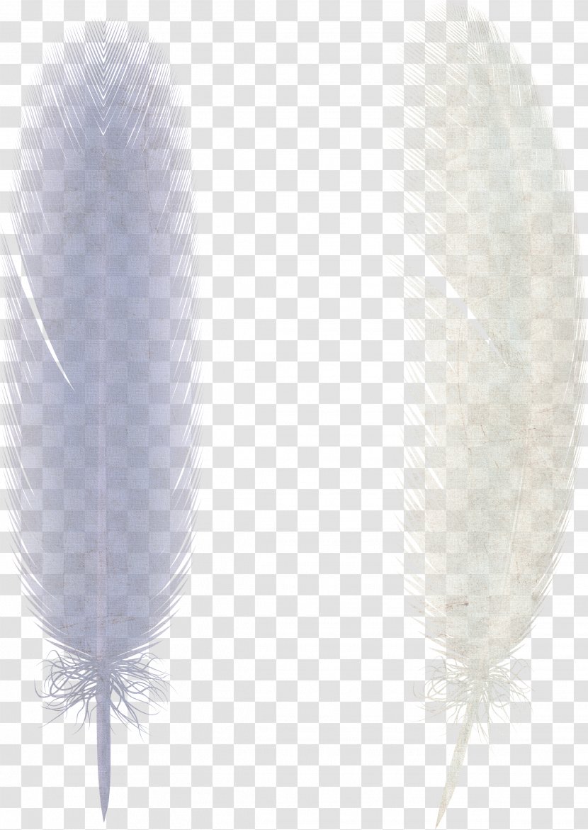 Feather Bird Illustration Transparent PNG