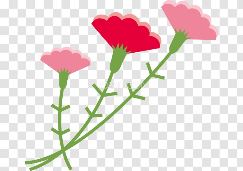 Carnation Mother's Day Clip Art - Flower Transparent PNG
