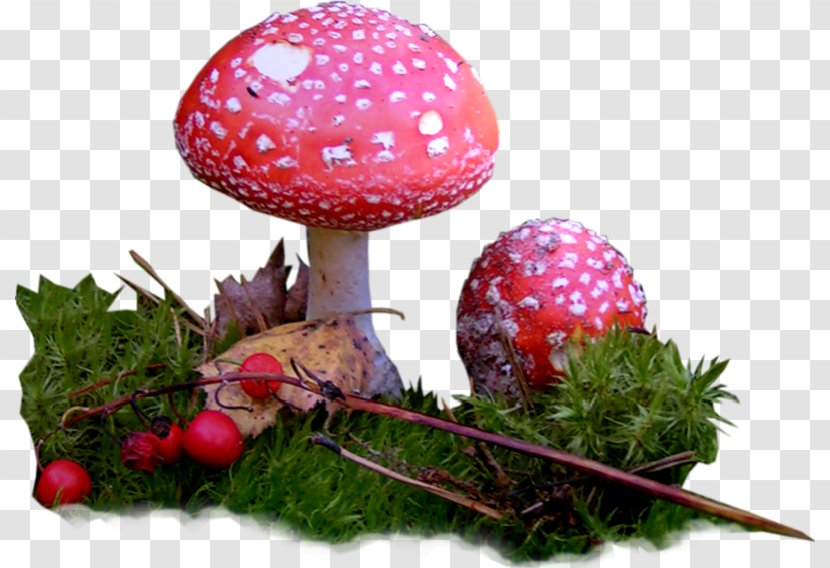 Edible Mushroom - Grass Transparent PNG