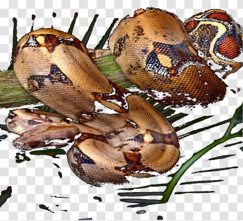 Rat Snake Garter Western Green Mamba Acrochordus Granulatus - Membrane Winged Insect Transparent PNG