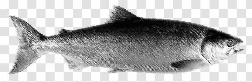 Rainbow Trout Recreational Fishing - Marine Mammal - Coho Salmon Transparent PNG