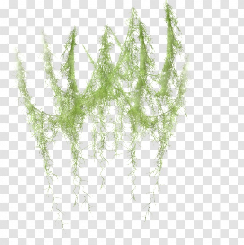 Green Image Transparency Twig - Sticker - Exoterra Vector Transparent PNG