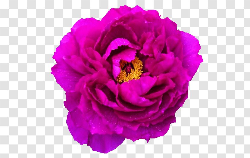 Cabbage Rose Peony NetEase Internet Image - Purple - Chif Filigree Transparent PNG