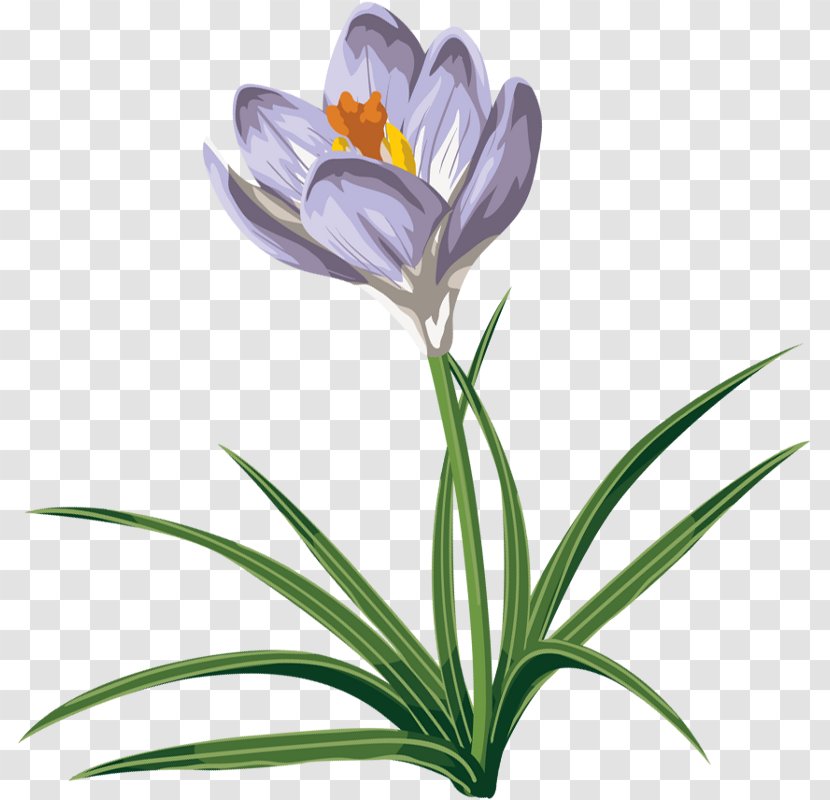 Crocus Vernus Autumn Flavus Clip Art - Plant Transparent PNG