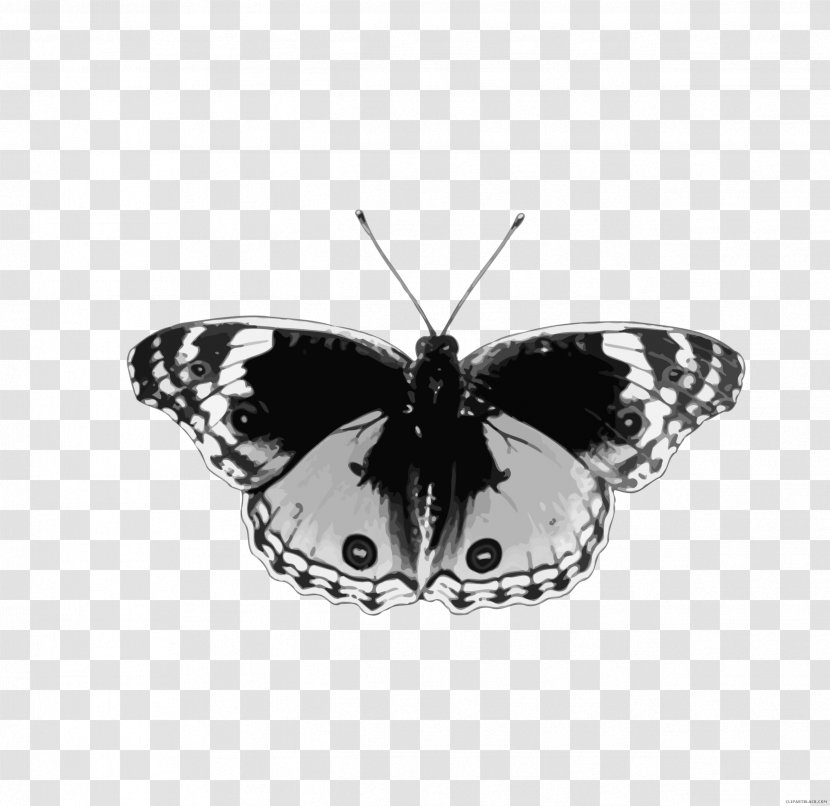 Brush-footed Butterflies Butterfly And Bullets: Poetry, Essays Musings Insect - Brush Footed Transparent PNG