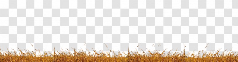 Grasses Wheat Commodity Sky Grain - Photoscape Effects Transparent PNG