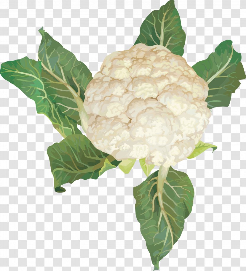 Cauliflower Cabbage Broccoli Vegetable - Image Transparent PNG