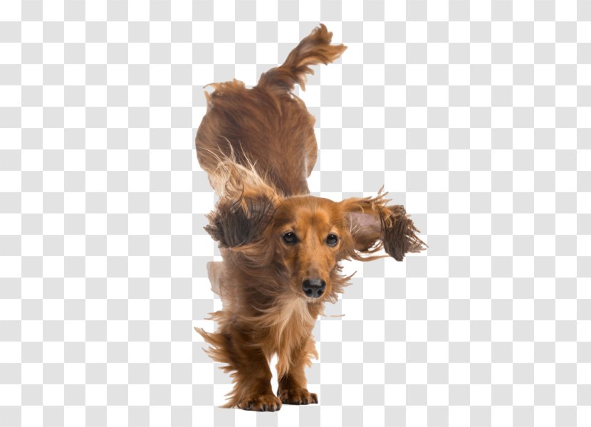 Dog Breed Puppy Dachshund Companion Nail Art - Like Mammal Transparent PNG