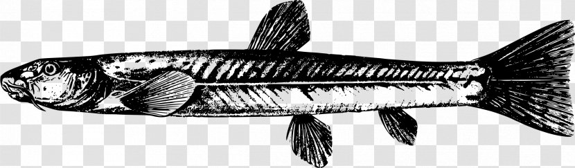 Triplophysa Dalaica Sardine Fish Clip Art - Mackerel Transparent PNG