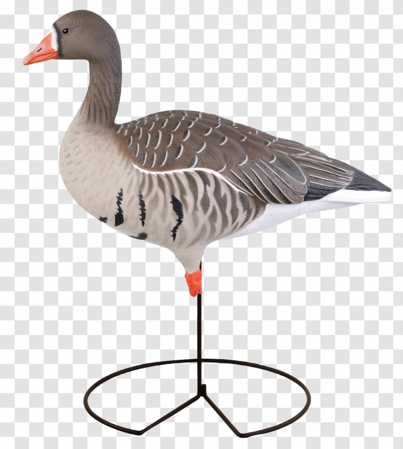 Greater White-fronted Goose Mallard Duck Decoy - Water Bird Transparent PNG
