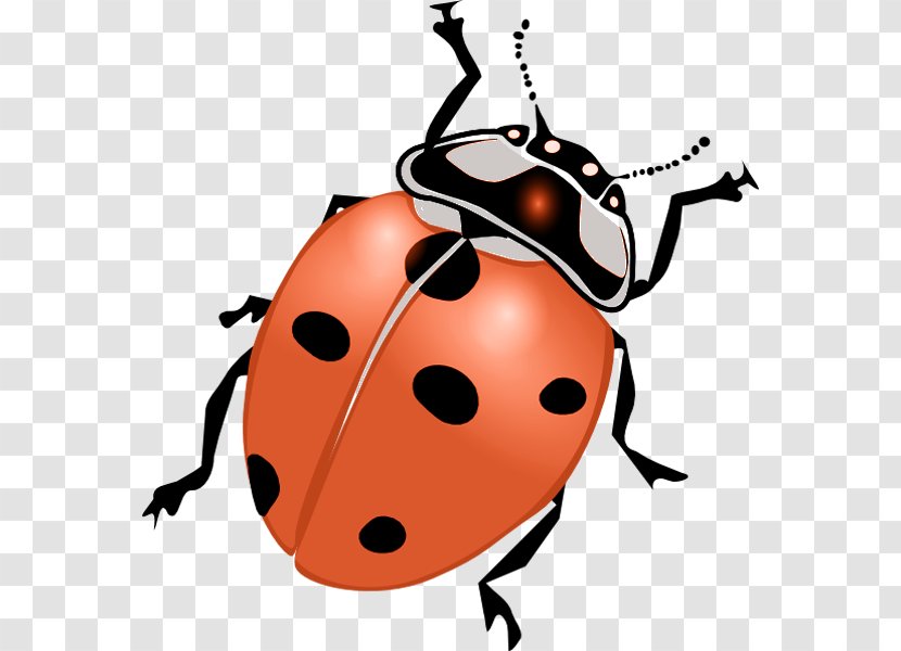 Ladybird Beetle Drawing Clip Art Transparent PNG