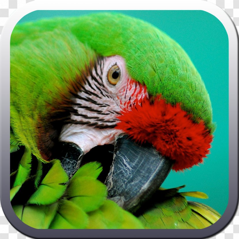 Parrot High-definition Television Desktop Wallpaper 1080p 4K Resolution - Common Pet Parakeet - Macaw Transparent PNG