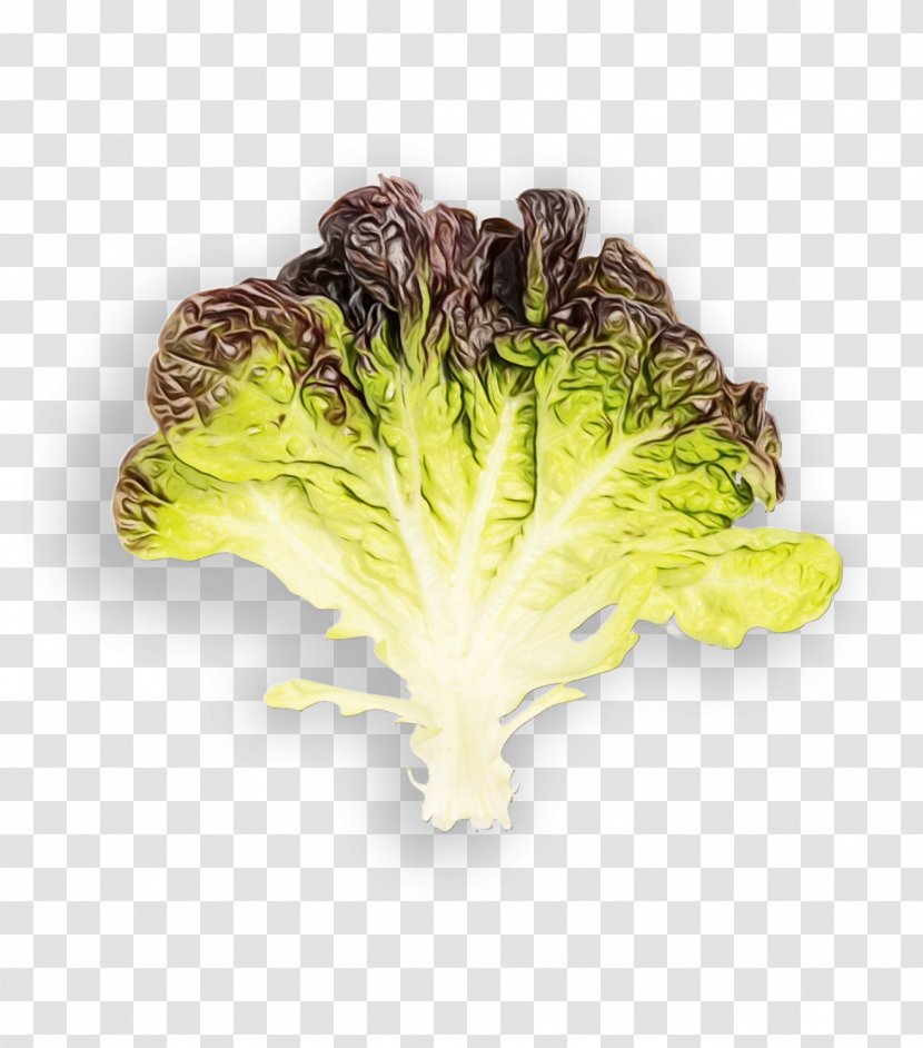 Leaf Vegetable Red Lettuce Romaine - Cruciferous Vegetables - Chinese Cabbage Plant Transparent PNG