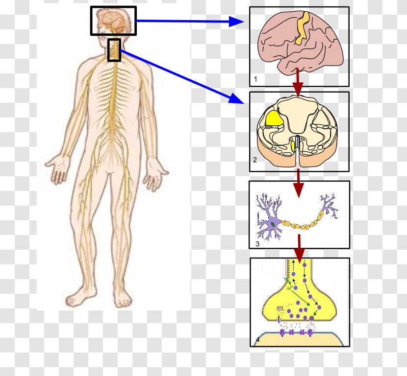 Somatic Nervous System Peripheral Parasympathetic Autonomic - Watercolor Transparent PNG