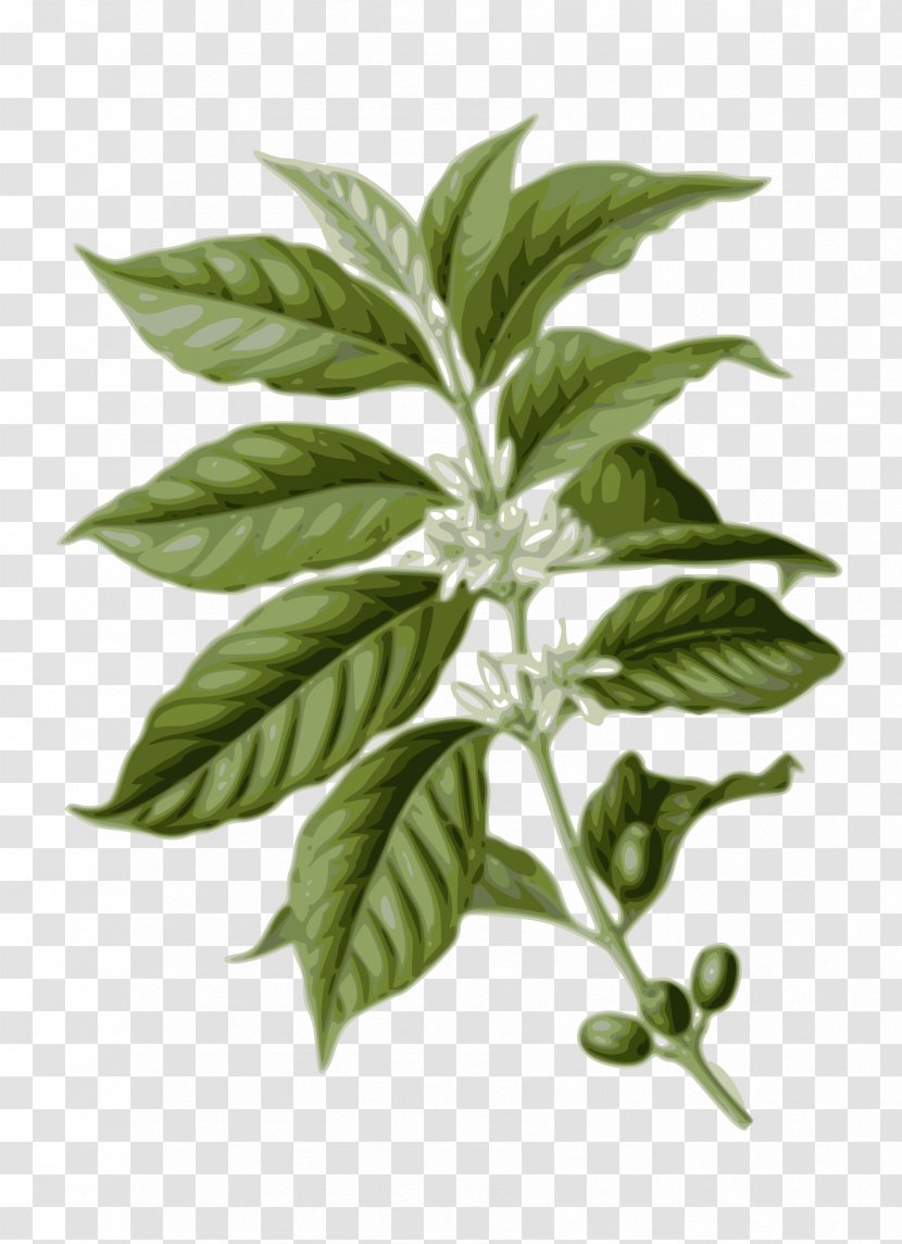 Arabica Coffee Bean Caffeinated Drink - Foliage Transparent PNG