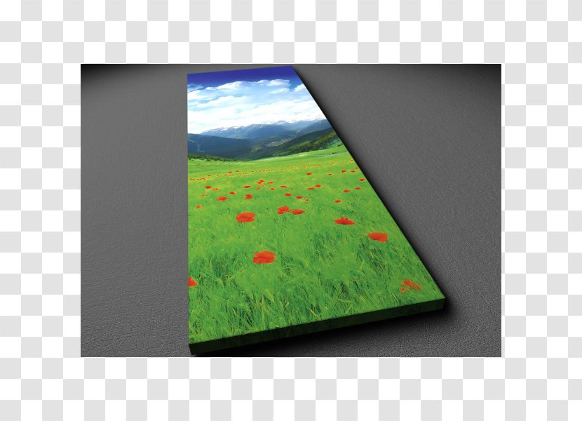 Ecosystem Meadow Rectangle - Grass - Panorama Watercolor Transparent PNG
