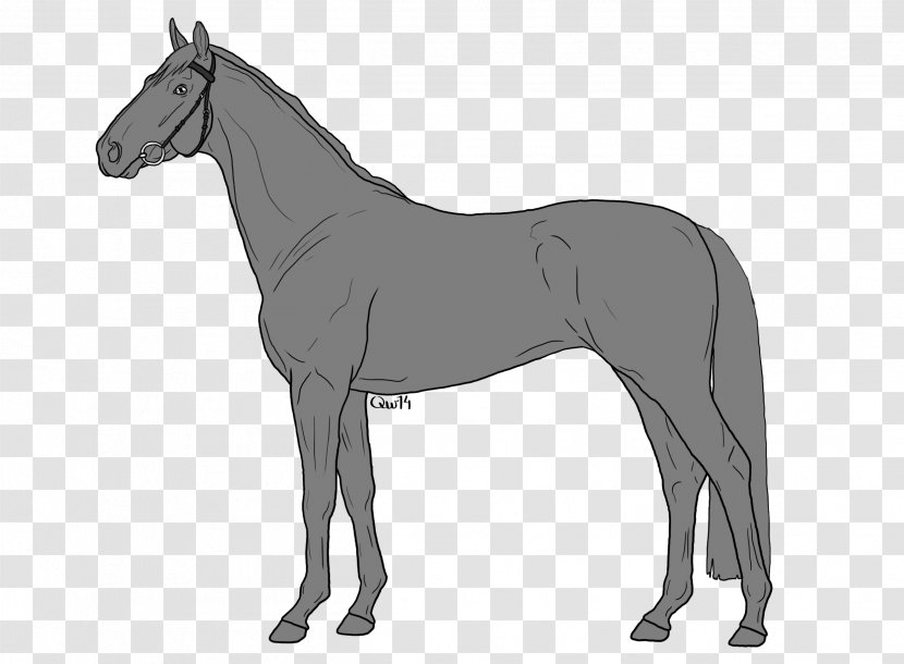Mule Mare Pony Foal Mustang Transparent PNG