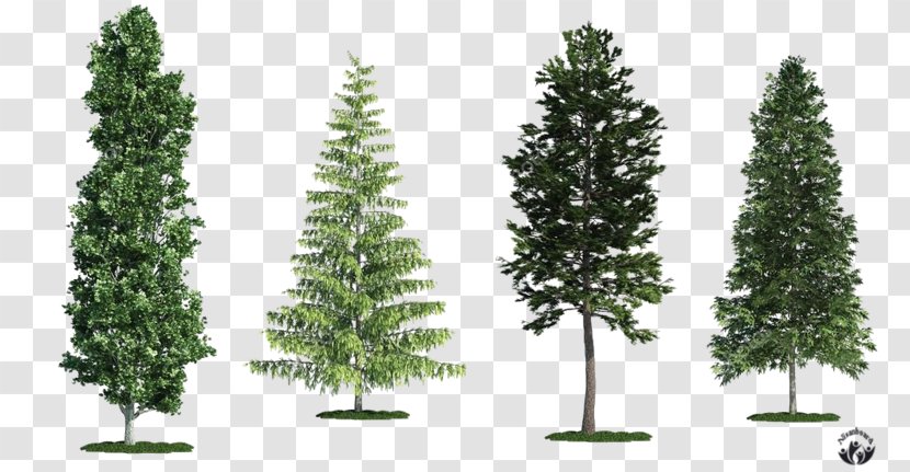 Spruce Fir White Poplar Tree Scots Pine Transparent PNG