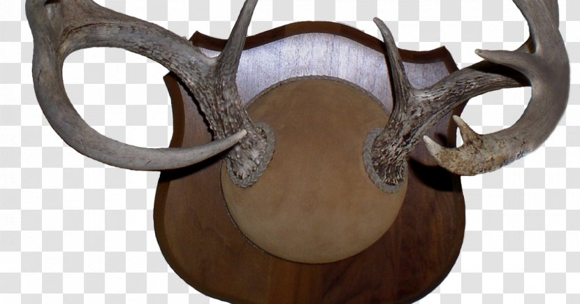 Antler Deer Horn Alaska Moose Chronic Wasting Disease - Bighorn Sheep Transparent PNG